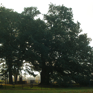 Emancipation Oak
